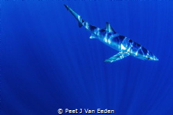 Into the Blue. A blue shark in deep blue water 30 sea mil... by Peet J Van Eeden 
